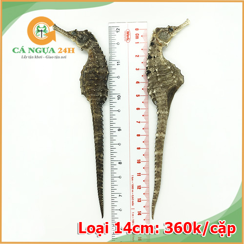 Hình ảnh cá ngựa khô 14cm chất lượng Hình ảnh cá ngựa khô 14cm chất lượng