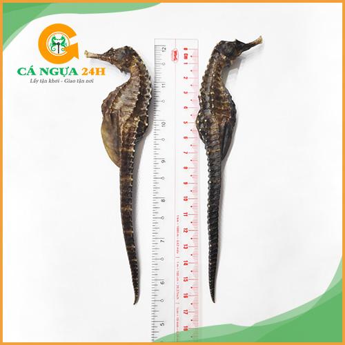 Hình ảnh cá ngựa khô 16cm chất lượng Hình ảnh cá ngựa khô 16cm chất lượng