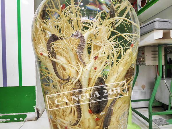 Rượu Cá Ngựa Ngâm Với Nhân Sâm Rượu Cá Ngựa Ngâm Với Nhân Sâm