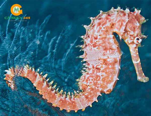 Hình ảnh cận cảnh cá ngựa sống tại đại dương Hình ảnh cận cảnh cá ngựa sống tại đại dương