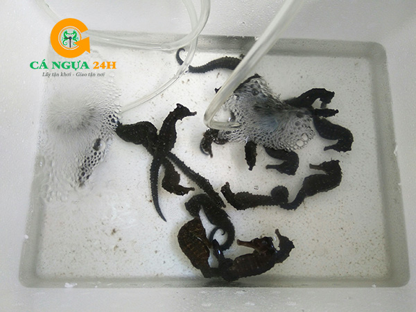 Cá Ngựa Sống Tại Cá Ngựa 24h Cá Ngựa Sống Tại Cá Ngựa 24h