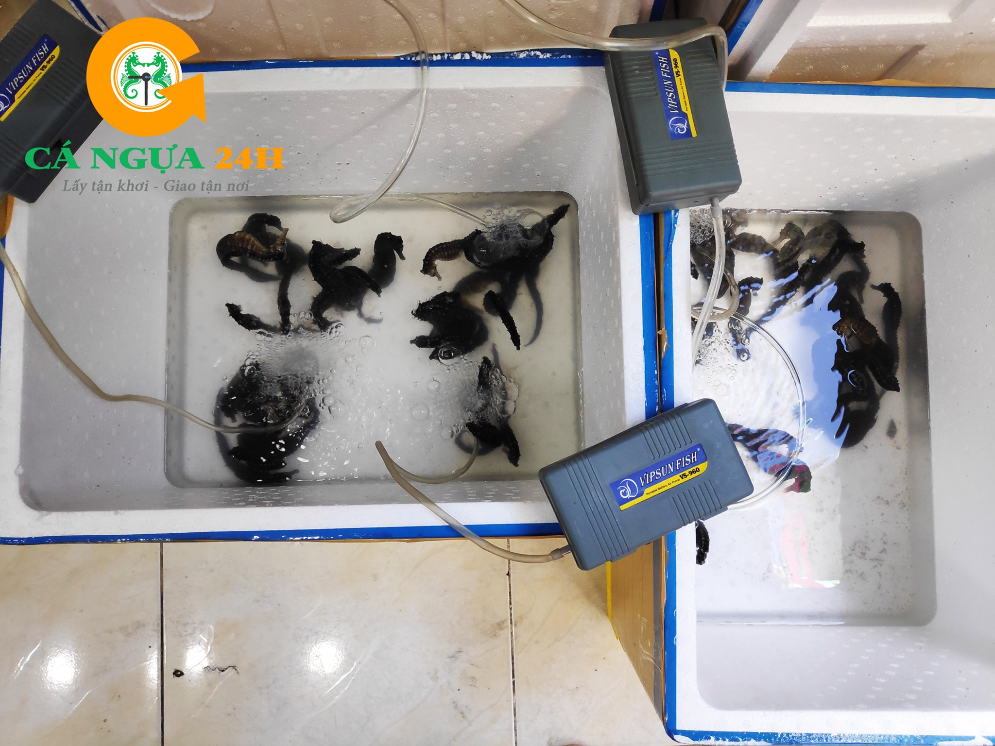 cá ngựa chạy oxy chuẩn bị giao cho khách tại nhà bè cá ngựa chạy oxy chuẩn bị giao cho khách tại nhà bè