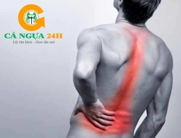 Rượu Cá Ngựa Có Tác Dụng Giảm Đau Lưng, Nhứt Mỏi Xương Khớp Rượu Cá Ngựa Có Tác Dụng Giảm Đau Lưng, Nhứt Mỏi Xương Khớp