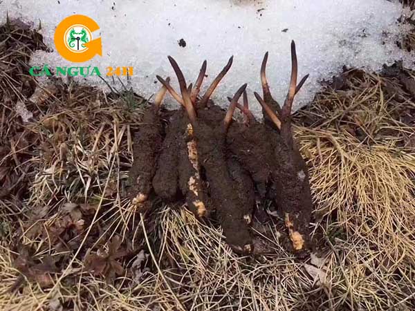 Đông Trùng Hạ Thảo Tây Tạng Tự Nhiên Đông Trùng Hạ Thảo Tây Tạng Tự Nhiên