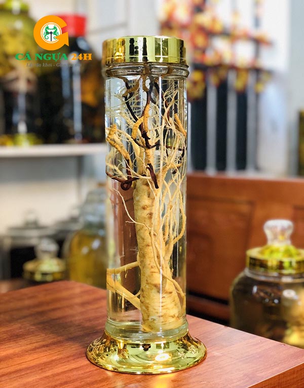 Đông Trùng Hạ Thảo ngâm rượu Đông Trùng Hạ Thảo ngâm rượu