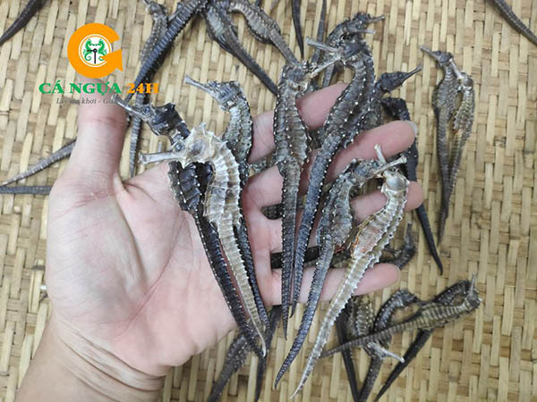 cá ngựa khô tại cá ngựa 24h cá ngựa khô tại cá ngựa 24h