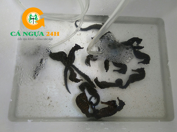 Bán Cá Ngựa Sống Uy Tín Chất Lượng Tại Cá Ngựa 24h  Bán Cá Ngựa Sống Uy Tín Chất Lượng Tại Cá Ngựa 24h