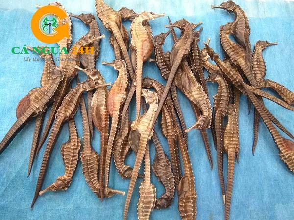 Hình ảnh Cá Ngựa khô để ngâm rượu chất lượng Hình ảnh Cá Ngựa khô để ngâm rượu chất lượng