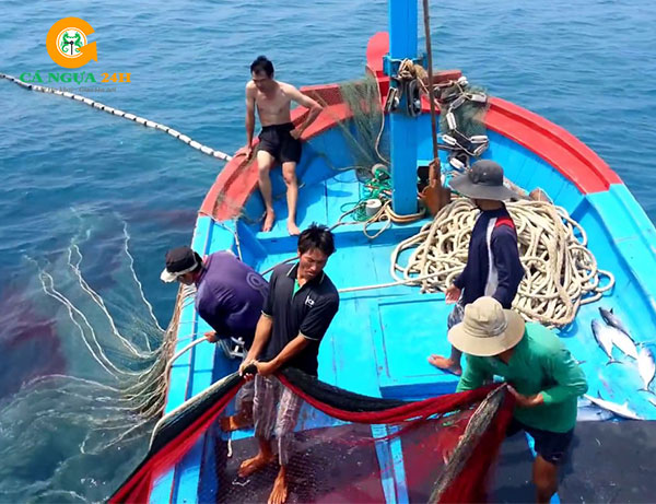 Ngư dân trực tiếp đánh bắt cá ngựa sống tại biển Ngư dân trực tiếp đánh bắt cá ngựa sống tại biển