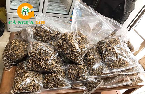 Hình ảnh Đông Trùng Hạ Thảo Tây Tạng - 05 Hình ảnh Đông Trùng Hạ Thảo Tây Tạng - 05