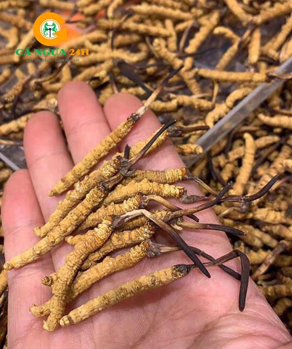 Hình ảnh Đông Trùng Hạ Thảo Tây Tạng - 04 Hình ảnh Đông Trùng Hạ Thảo Tây Tạng - 04