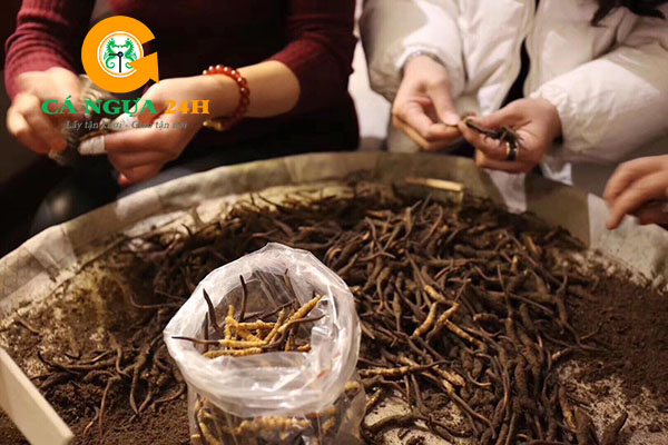 Sơ chế Đông Trùng Hạ Thảo Tây Tạng Sơ chế Đông Trùng Hạ Thảo Tây Tạng