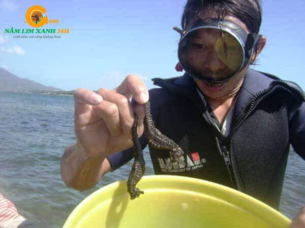 Ngư Dân Bắt Cá Ngựa Trực Tiếp Tại Biển Ngư Dân Bắt Cá Ngựa Trực Tiếp Tại Biển