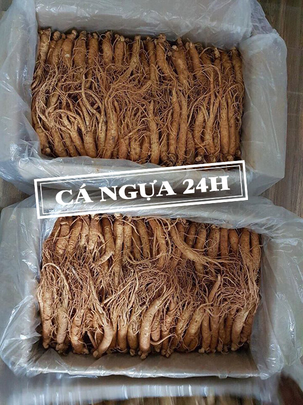 Nhân sâm tươi Hàn Quốc hầm gà loại 20 - 40 củ/kg Nhân sâm tươi Hàn Quốc hầm gà loại 20 - 40 củ/kg