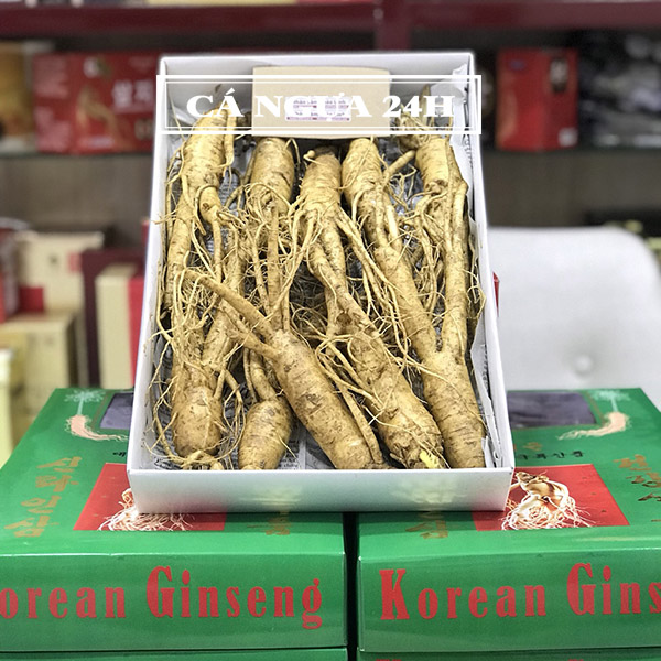 Nhân sâm tươi Hàn Quốc hầm gà loại 10 củ/kg Nhân sâm tươi Hàn Quốc hầm gà loại 10 củ/kg