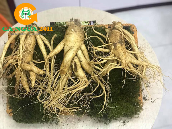 Nhân sâm tươi Hàn Quốc 3 củ/kg Nhân sâm tươi Hàn Quốc 3 củ/kg