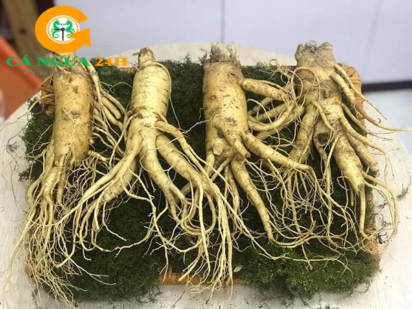 Nhân sâm tươi Hàn Quốc 4 củ/kg Nhân sâm tươi Hàn Quốc 4 củ/kg