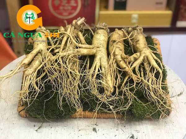 Nhân sâm tươi Hàn Quốc 5 củ/kg Nhân sâm tươi Hàn Quốc 5 củ/kg