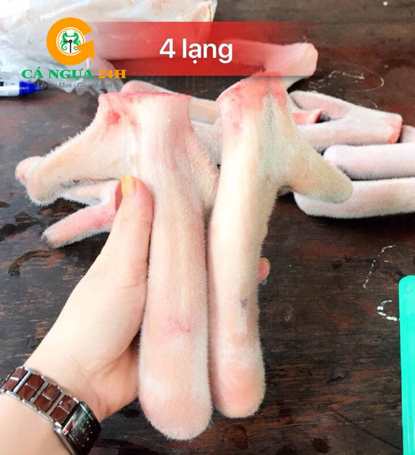 Nhung hươu tươi nguyên sừng - 02 Nhung hươu tươi nguyên sừng - 02