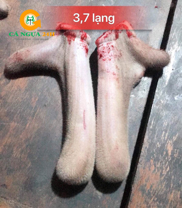 Nhung hươu tươi nguyên sừng - 03 Nhung hươu tươi nguyên sừng - 03
