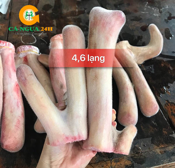 Nhung hươu tươi nguyên sừng - 01 Nhung hươu tươi nguyên sừng - 01