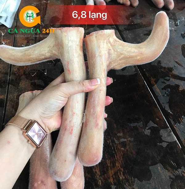 Nhung hươu tươi nguyên sừng - 04 Nhung hươu tươi nguyên sừng - 04