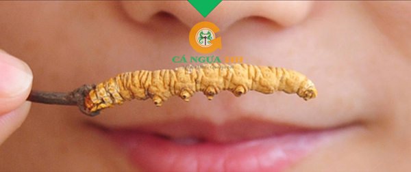 Mùi hương Đông Trùng Hạ Thảo Mùi hương Đông Trùng Hạ Thảo