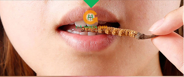 Mùi vị Đông Trùng Hạ Thảo Mùi vị Đông Trùng Hạ Thảo