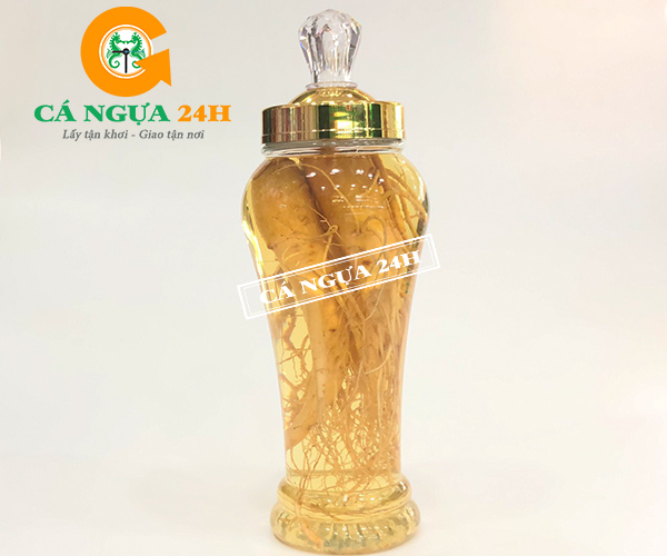 Rượu Nhân Sâm Bình 2,4Lít Tại Cá Ngựa 24h Rượu Nhân Sâm Bình 2,4Lít Tại Cá Ngựa 24h