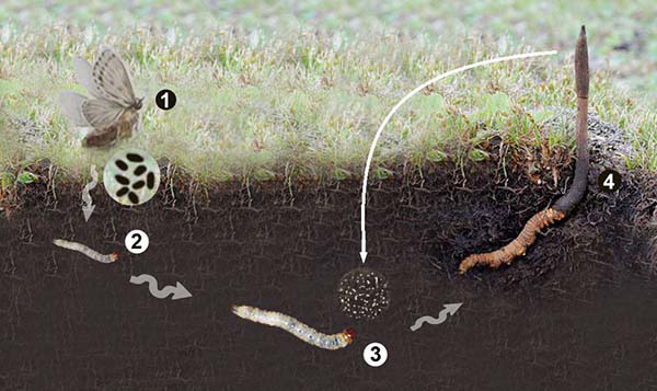 Quá trình hình thành Đông Trùng Hạ Thảo Tây Tạng Quá trình hình thành Đông Trùng Hạ Thảo Tây Tạng