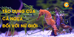 Tác Dụng Của Cá Ngựa Đối Với Nữ Giới | Hổ Trợ Sức Khỏe Tốt