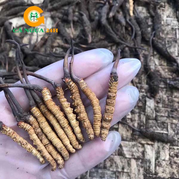 Đông Trùng Hạ Thảo tự nhiên Tây Tạng Đông Trùng Hạ Thảo tự nhiên Tây Tạng