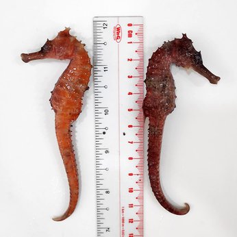 Cá Ngựa Đại Dương Tươi 11-13cm