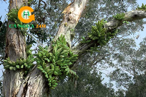 Trái mỏ quạ - Đặc sản Phú Quốc Trái mỏ quạ - Đặc sản Phú Quốc