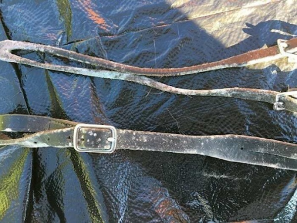 thắt lưng da bị mốc