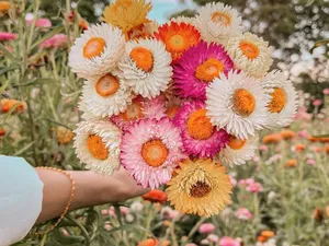 Những Loại Hoa Khô Mang Đến Summer Vibes