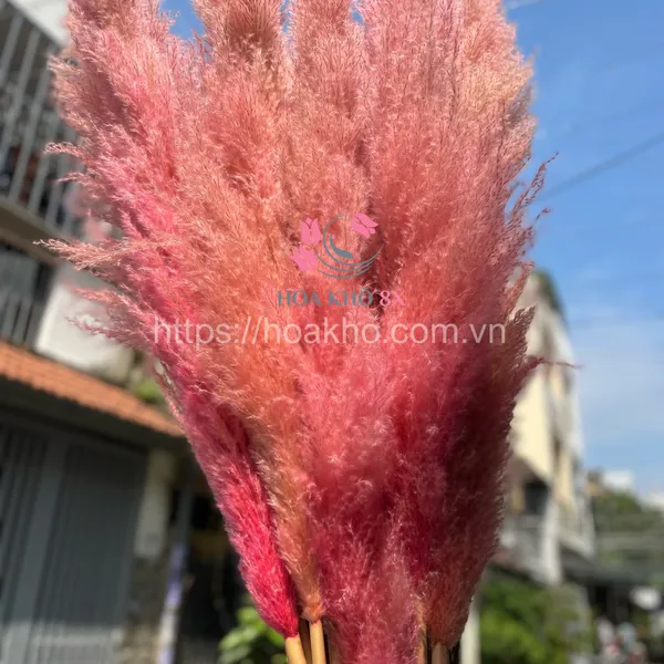 Dried Pink Reed 