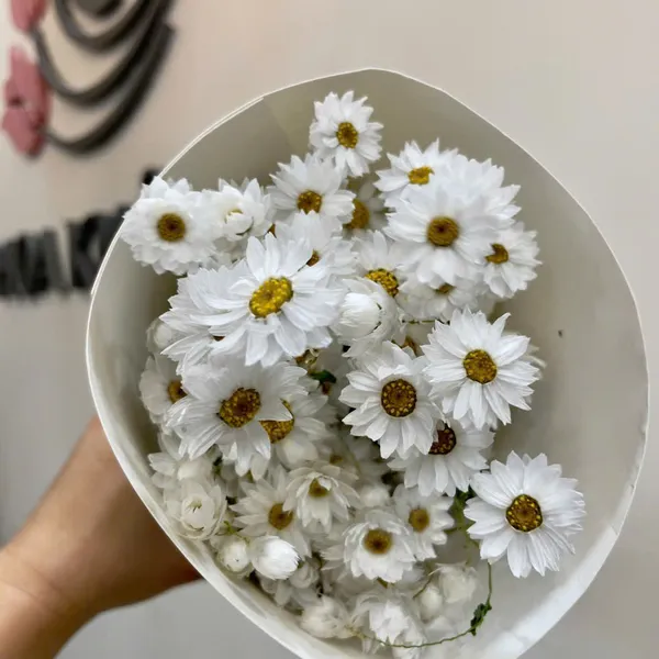 CÚC ĐƠN ĐIỂU ( CÚC HỌA MI )