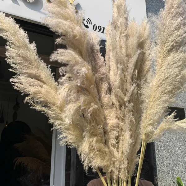 Fluffy pampas grass (dried)