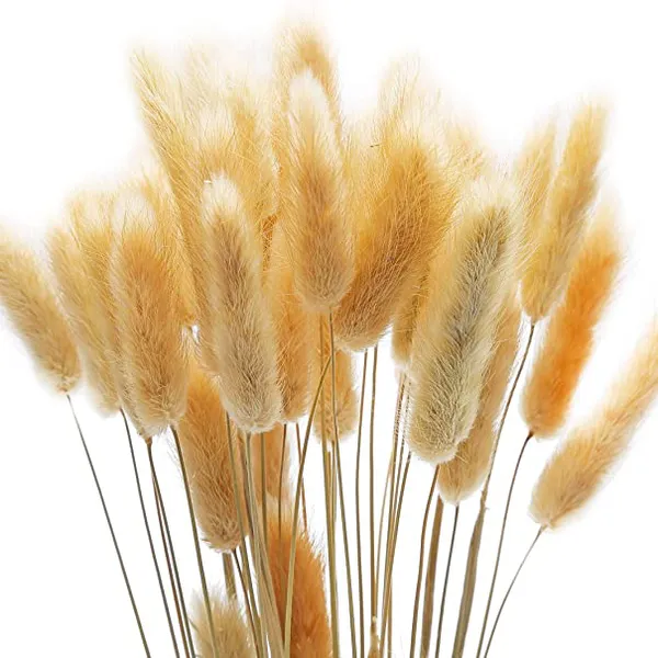 Natural bunny tail grass (dried)
