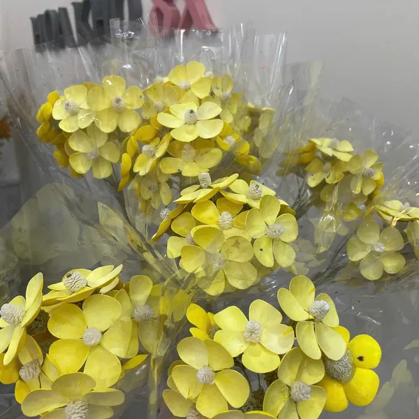 CÚC CÁNH BƯỚM KHÔ