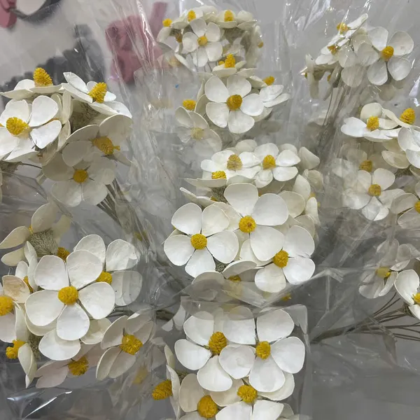 Dried Cosmos Flowers