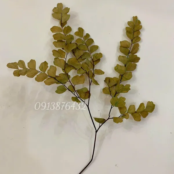 Dried maidenhair fern leaves