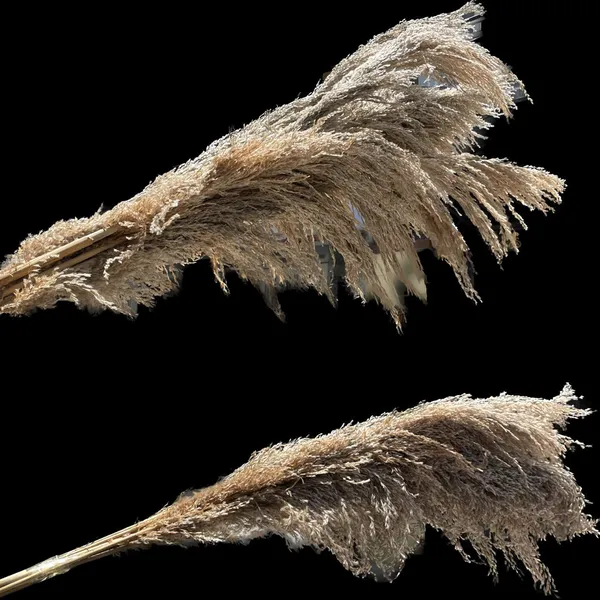 Drooping pampas grass
