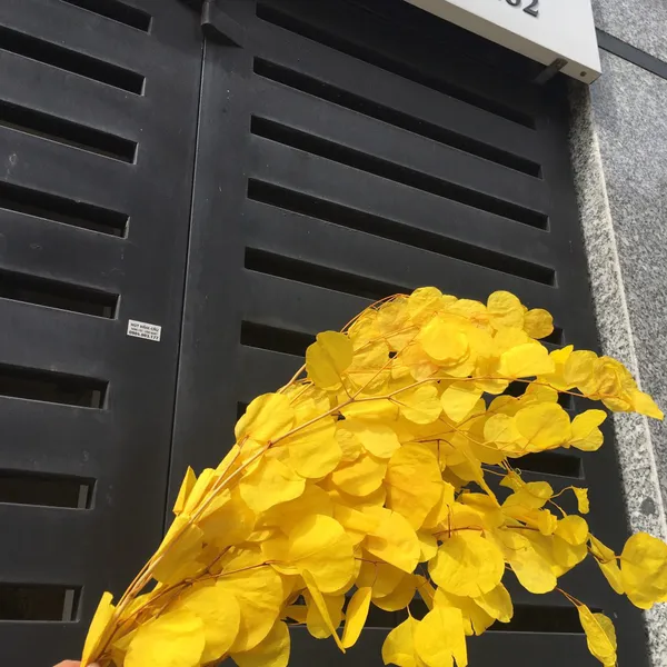 Dried elephant ear leaves