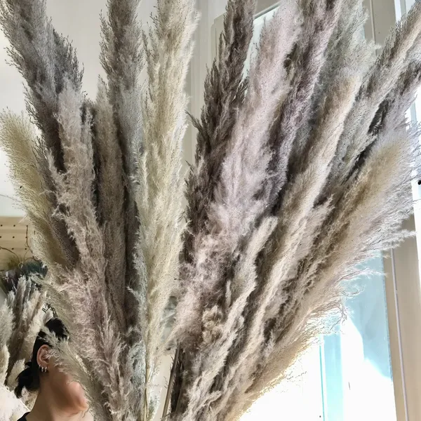 Fluffy pampas grass (dried)