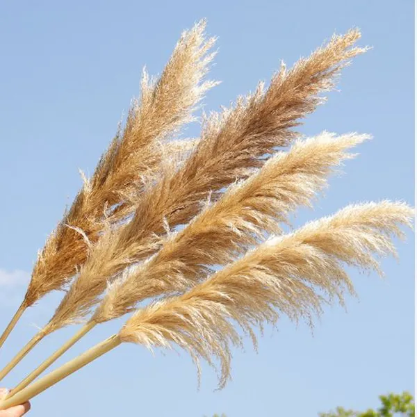 Fluffy pampas grass (dried)
