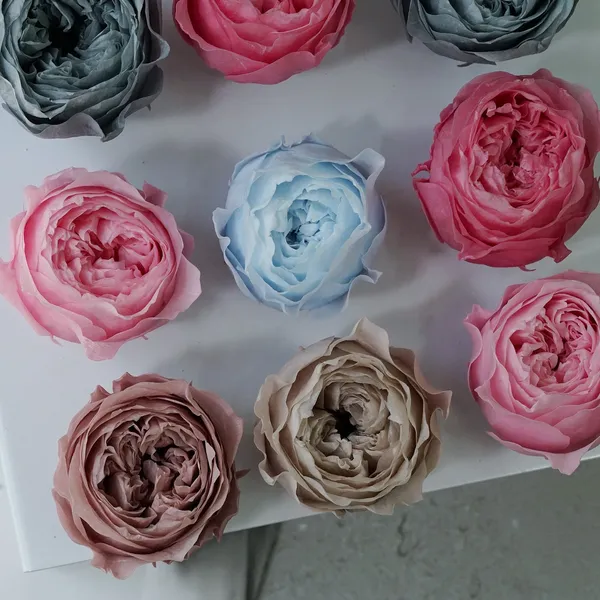 Dried Roses