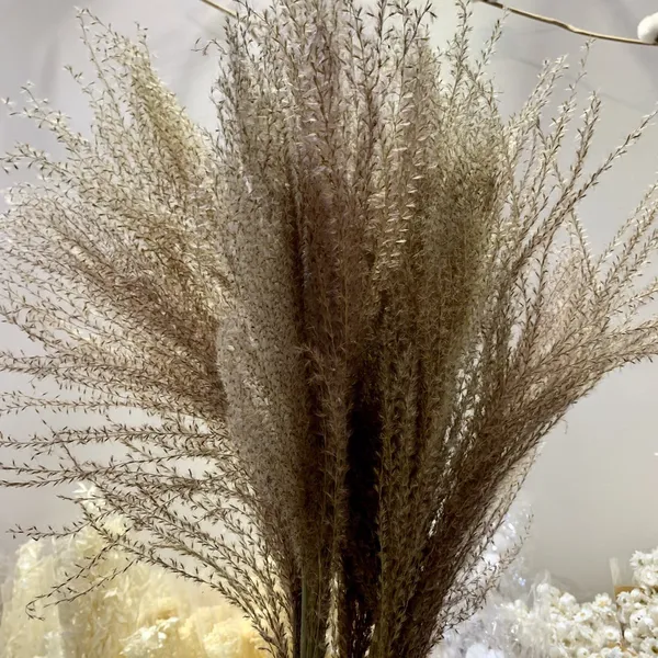 Dried reed flower