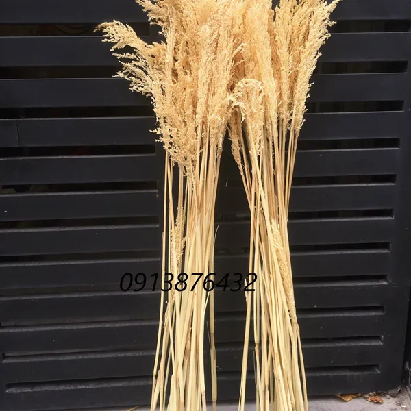 Dried rice stalks